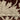 Indoor rug by Oriental Weavers, Capella CAP08, featuring a woven design in neutral tones, measuring 2.3 x 7.6 feet.